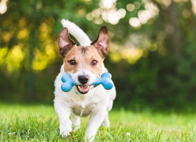 Peachtree Park - Atlanta, GA - Jack Russel Terrier running with bone in mouth